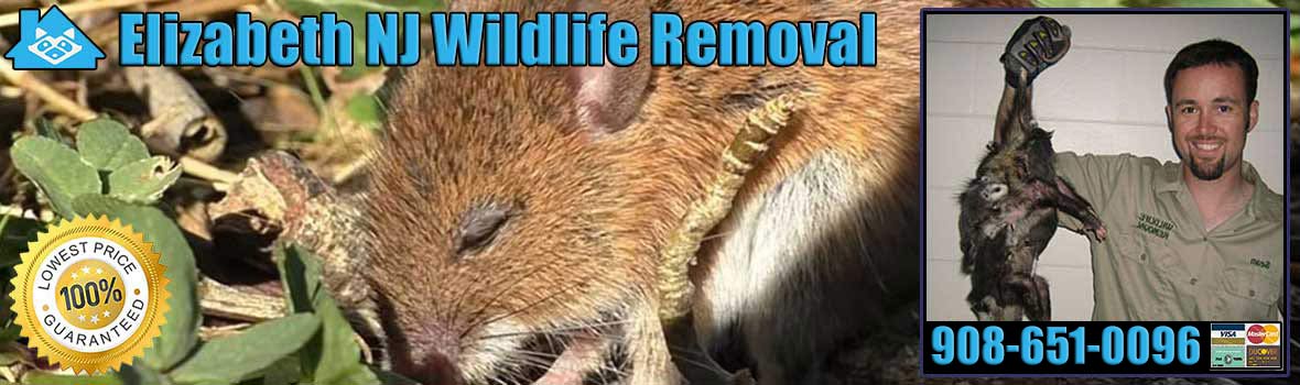 Elizabeth Wildlife and Animal Removal